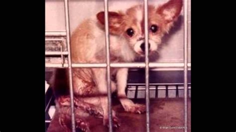 why animal experimentation is cruel